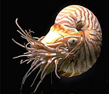 nautilus