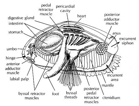 bivalve-byssal.jpg